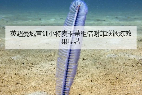 英超曼城青训小将麦卡蒂租借谢菲联锻炼效果显著
